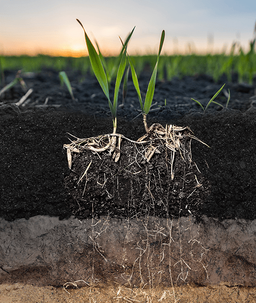 Grasses are transformed into biochar to store your CO₂ permanently in healing soils illustration
